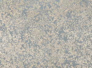 Andesite W424.06