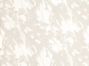 Birch W600.05